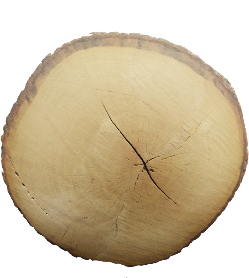 Cross Sectionof Tree Trunk Texture PNG