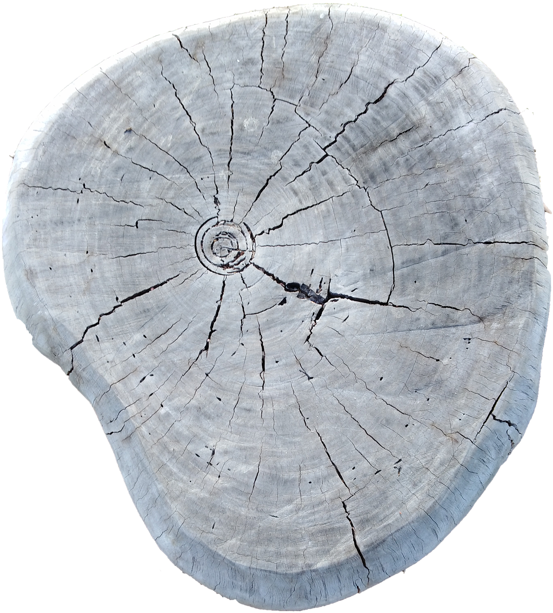 Cross Sectionof Tree Trunk Texture PNG