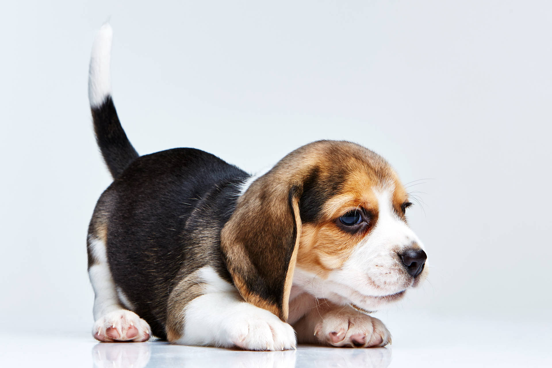 Crouching Beagle Puppy Wallpaper