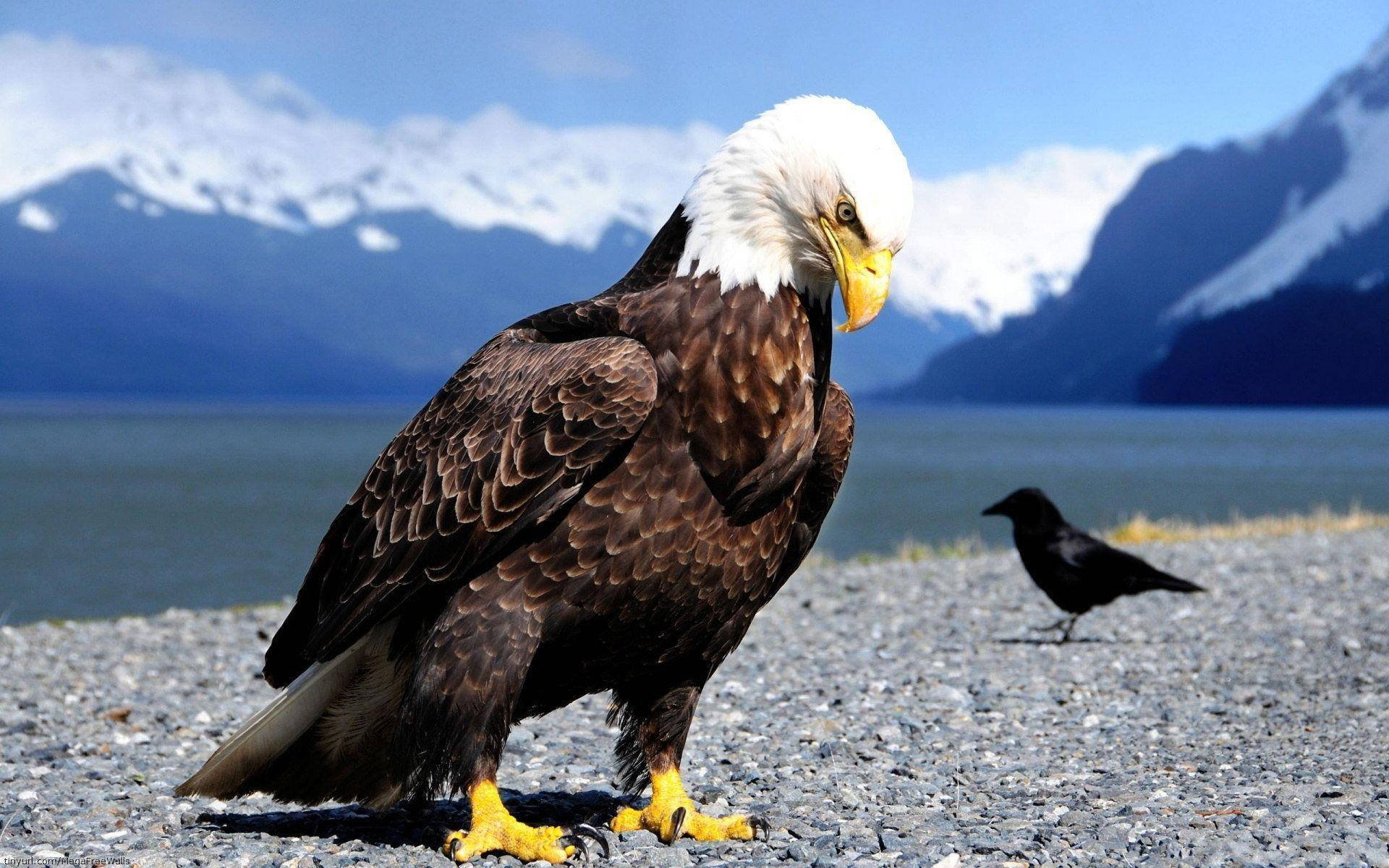 Crow And A Bald Eagle Wallpaper