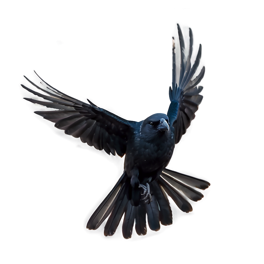Crow Cawing In Flight Png Jjj PNG