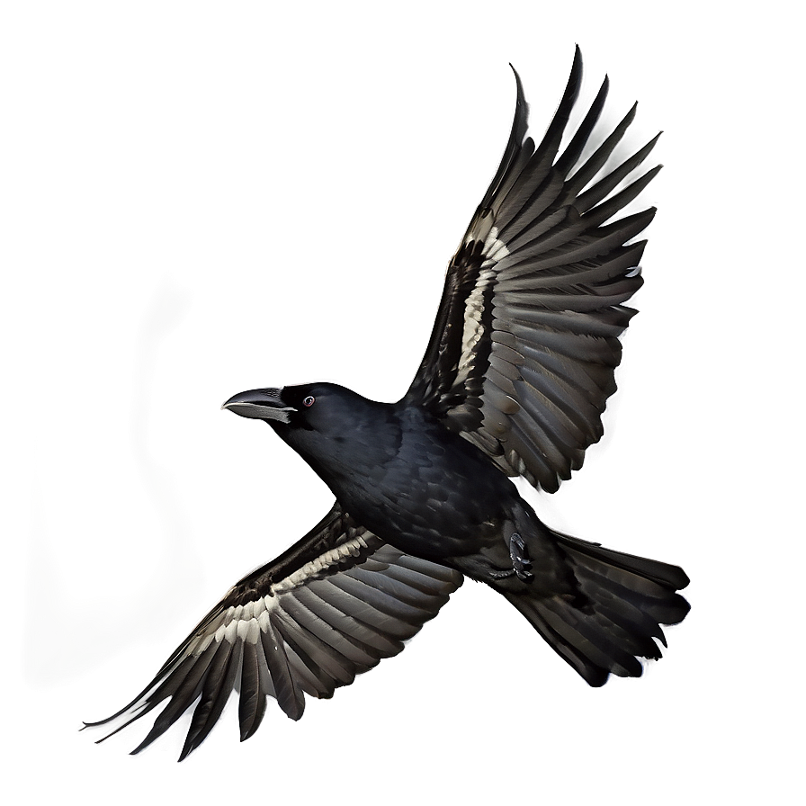 Crow Cawing In Flight Png Lec PNG