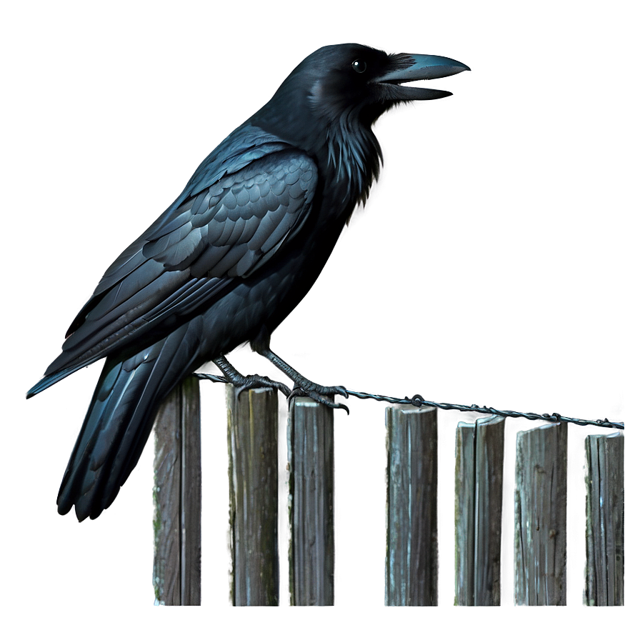 Download Crow On Fence Png 56 | Wallpapers.com