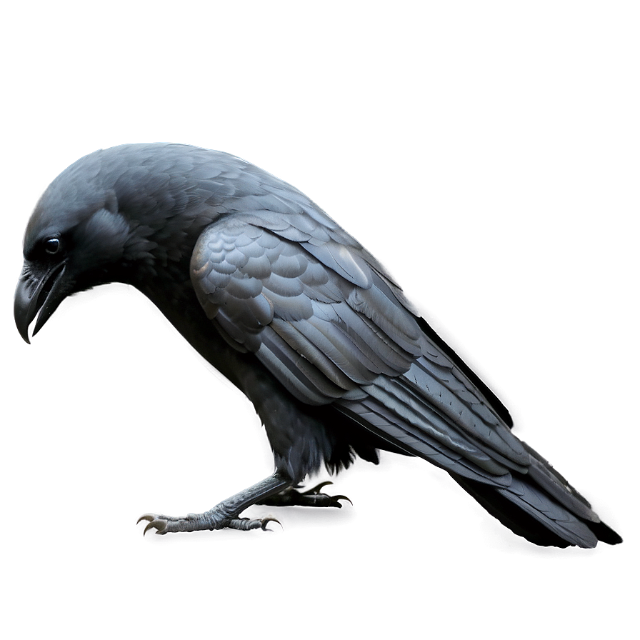 Download Crow Outline Png 05232024 | Wallpapers.com