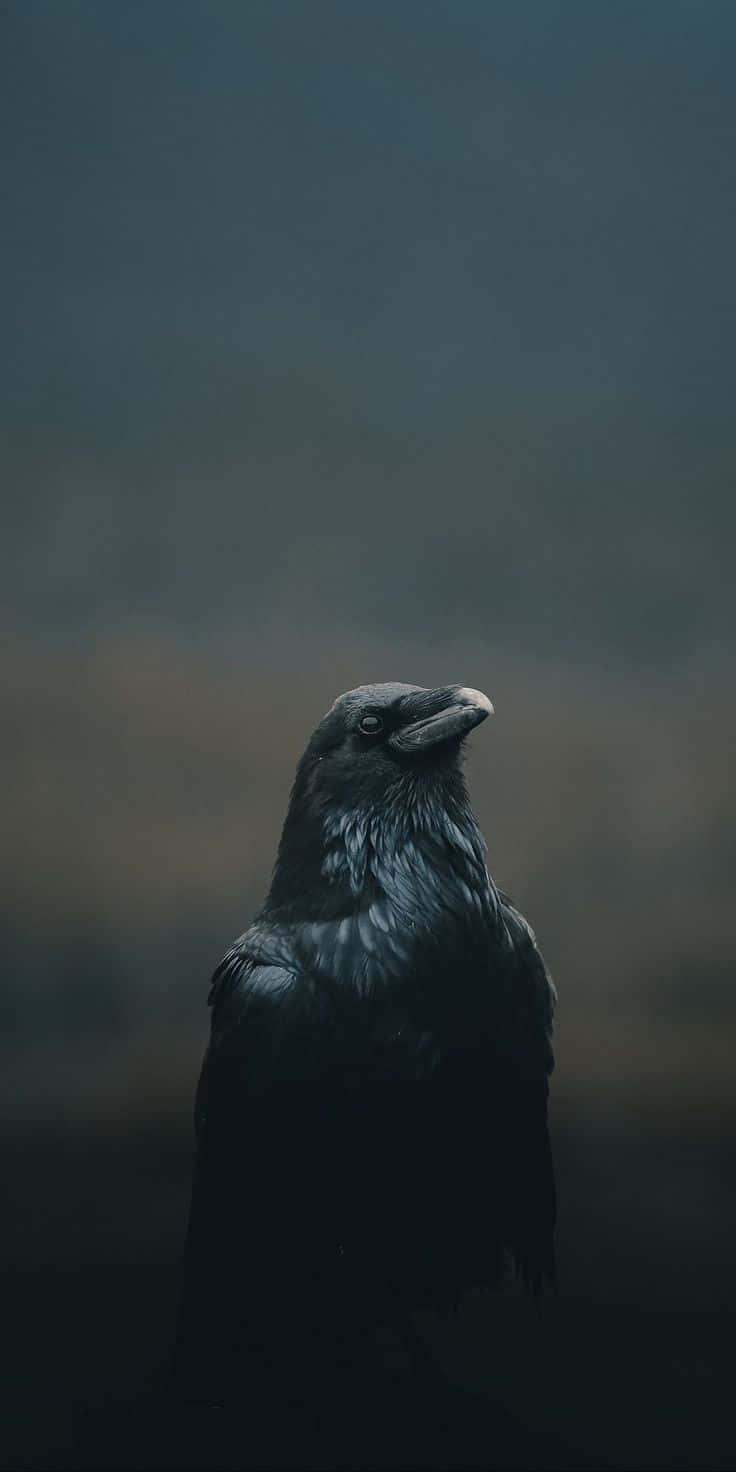 Crow Pictures