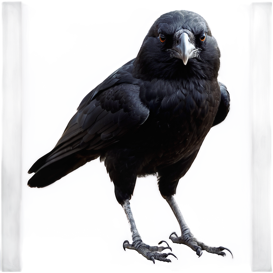 Download Crow Standing Png 50 | Wallpapers.com