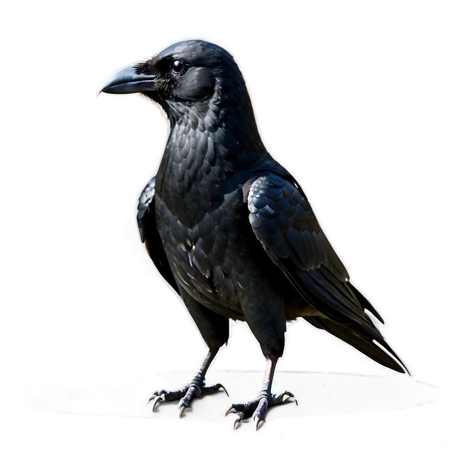 Download Crow Standing Png Nii42 | Wallpapers.com