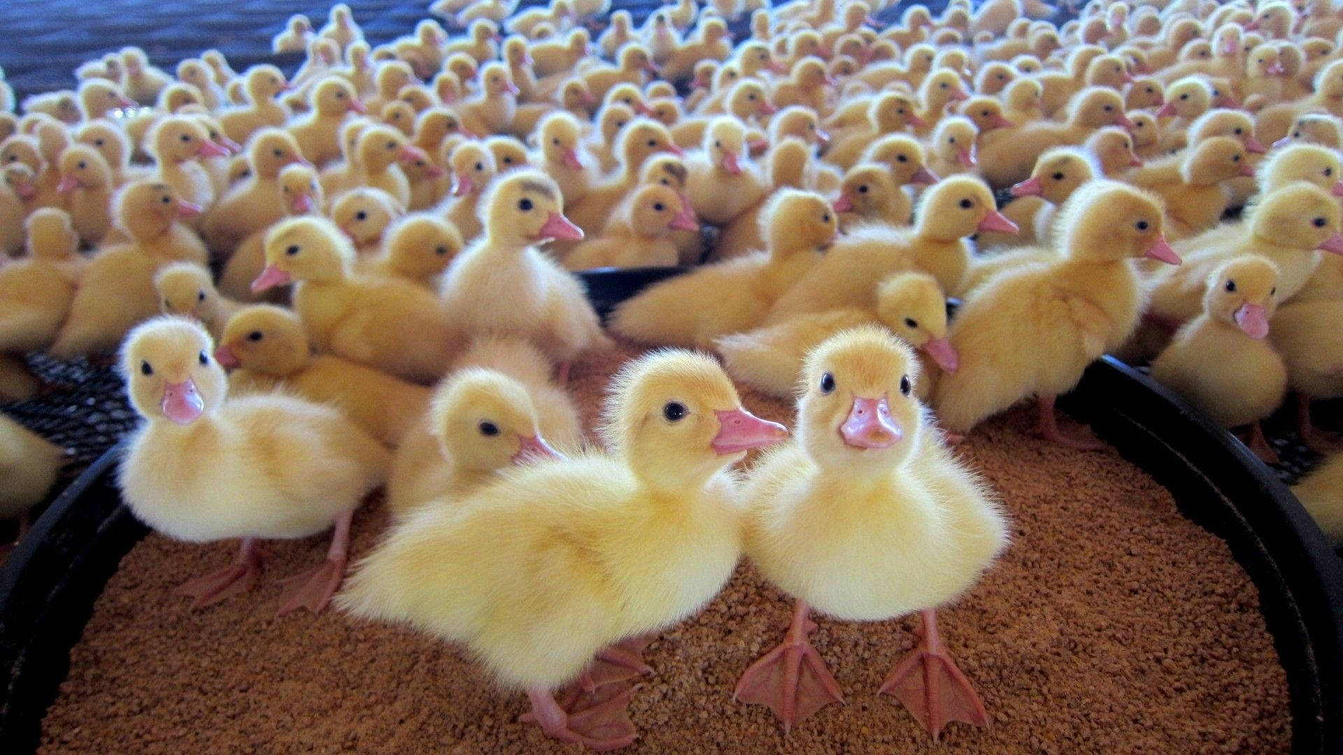 Crowded Baby Ducks Wallpaper