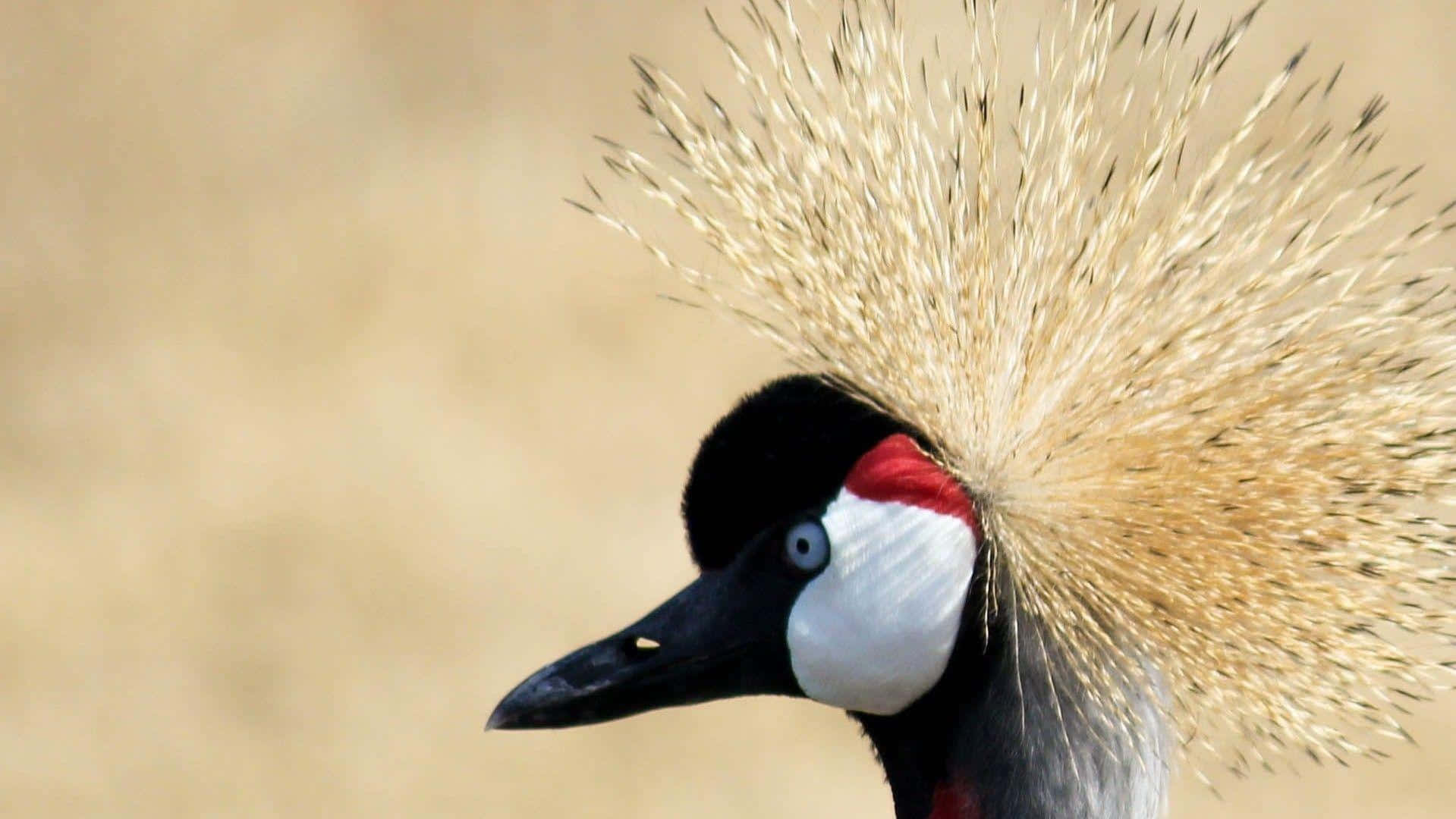 Crowned Crane Portrait Wallpaper