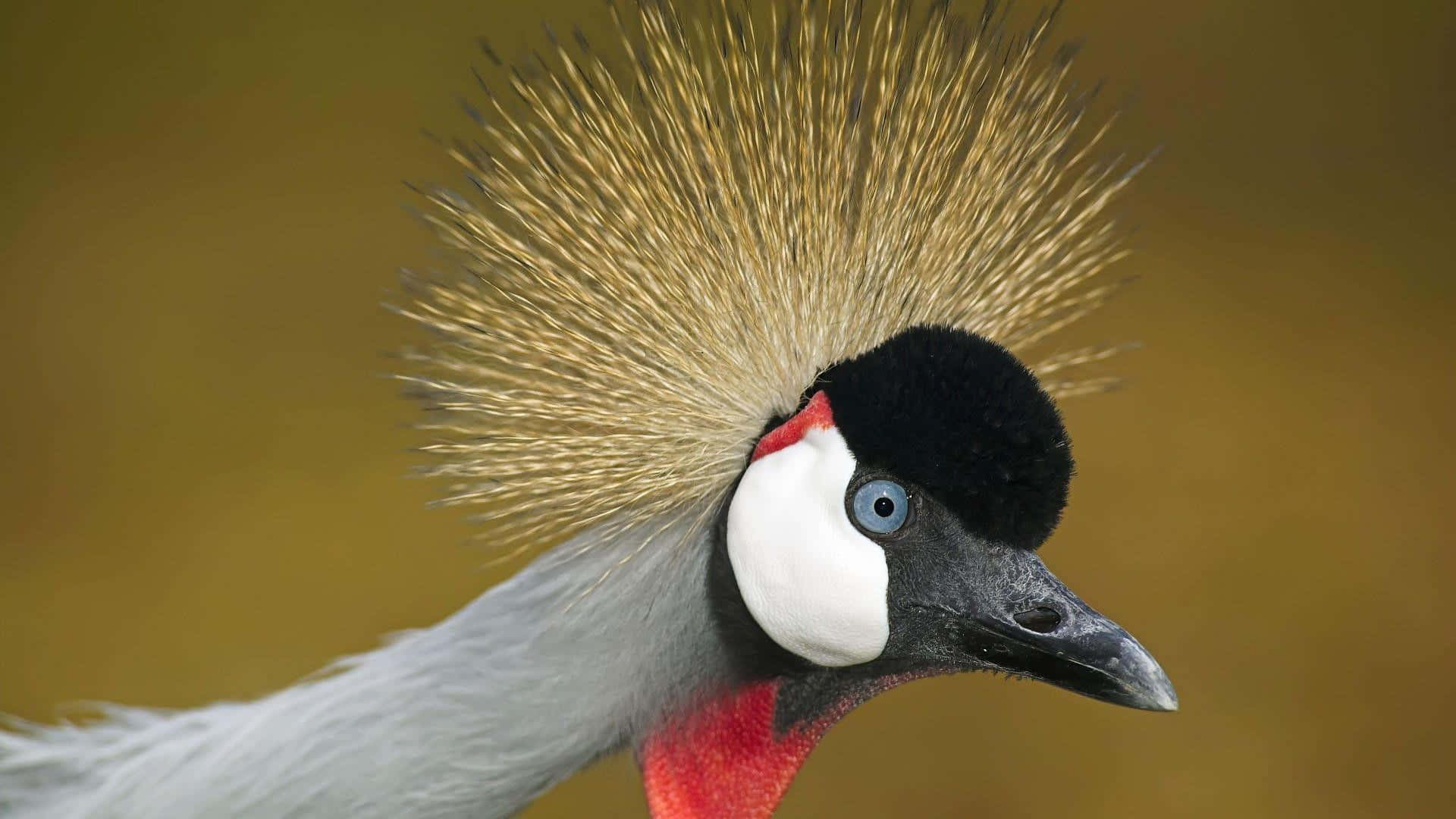 Crowned Crane Portrait Wallpaper