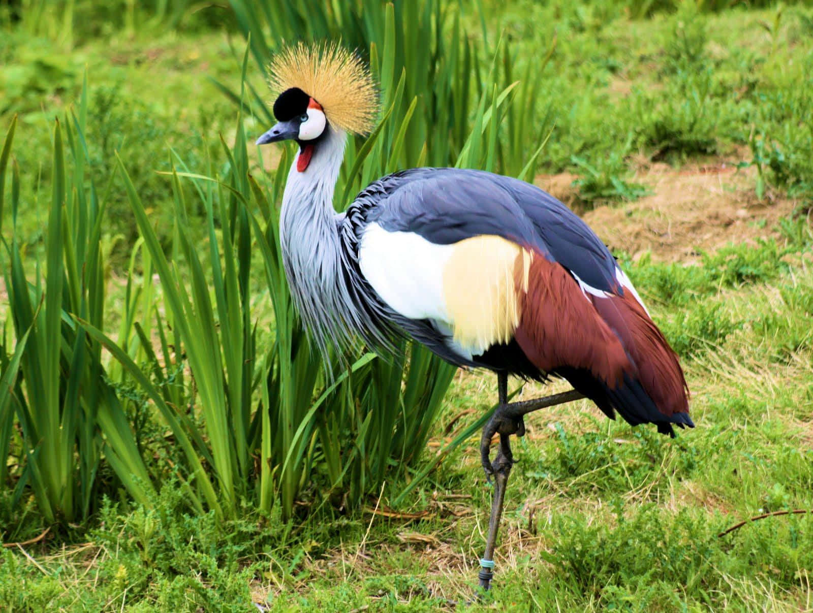 Gekroonde Kraanvogel In Grasland.jpg Achtergrond