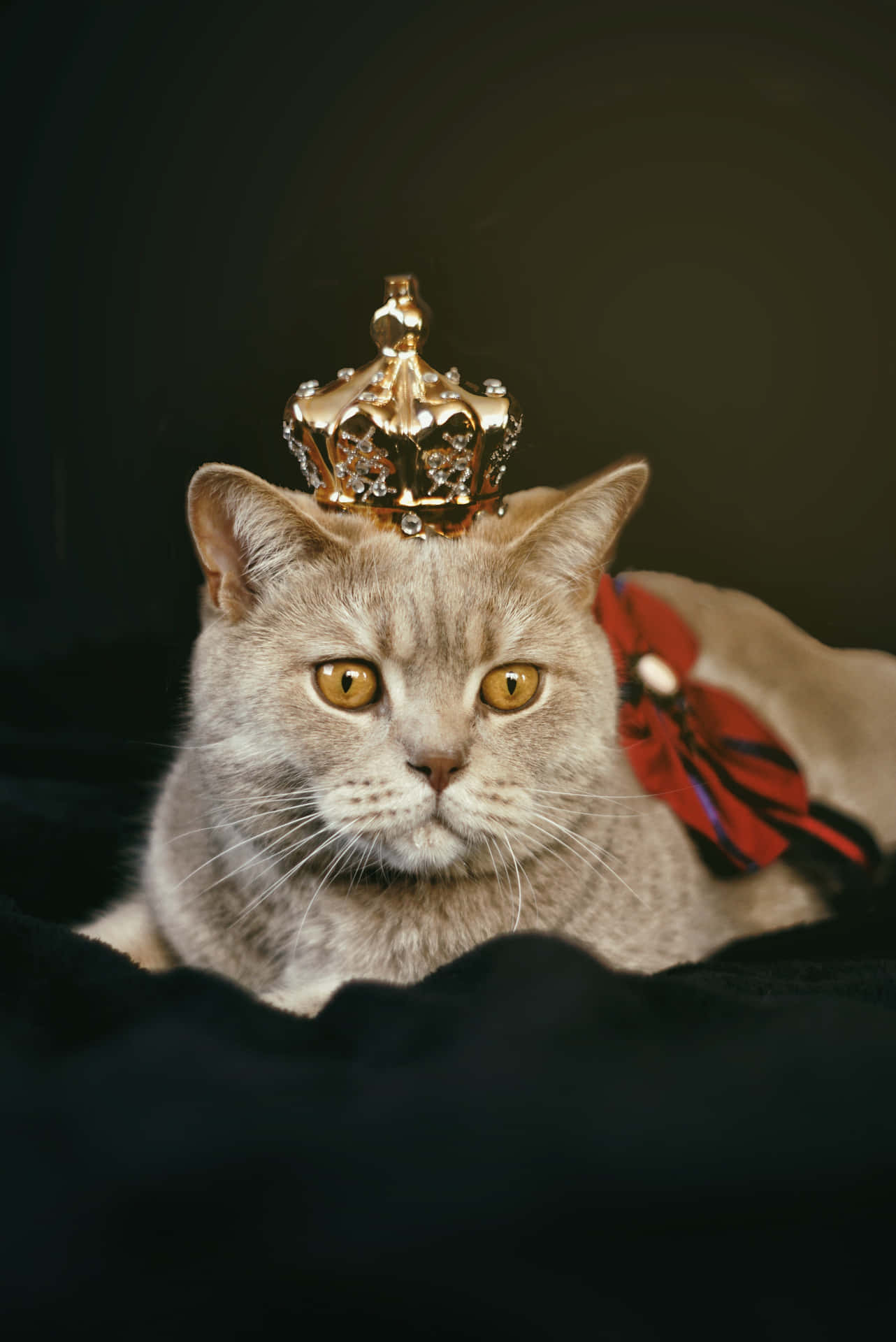 Crowned Cute Cat PFP Wallpaper