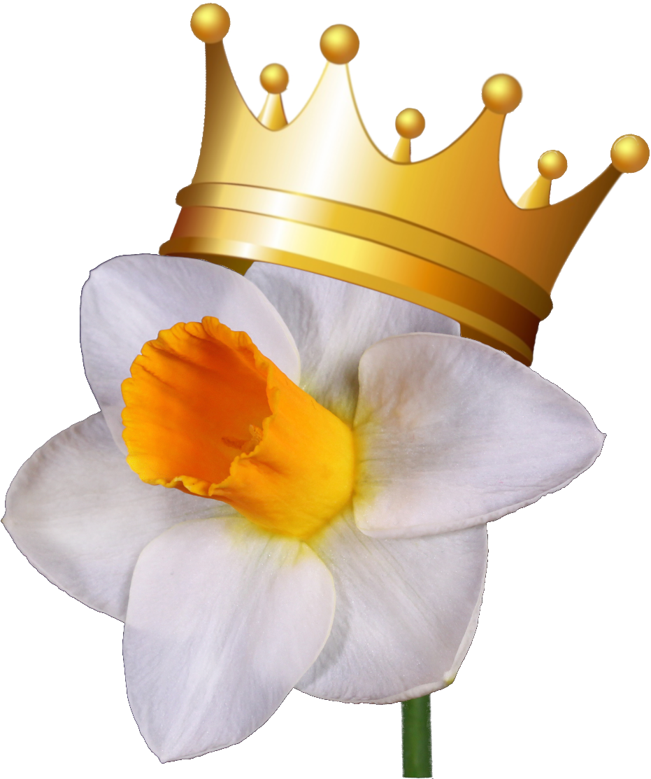 Crowned Narcissus Flower.png PNG