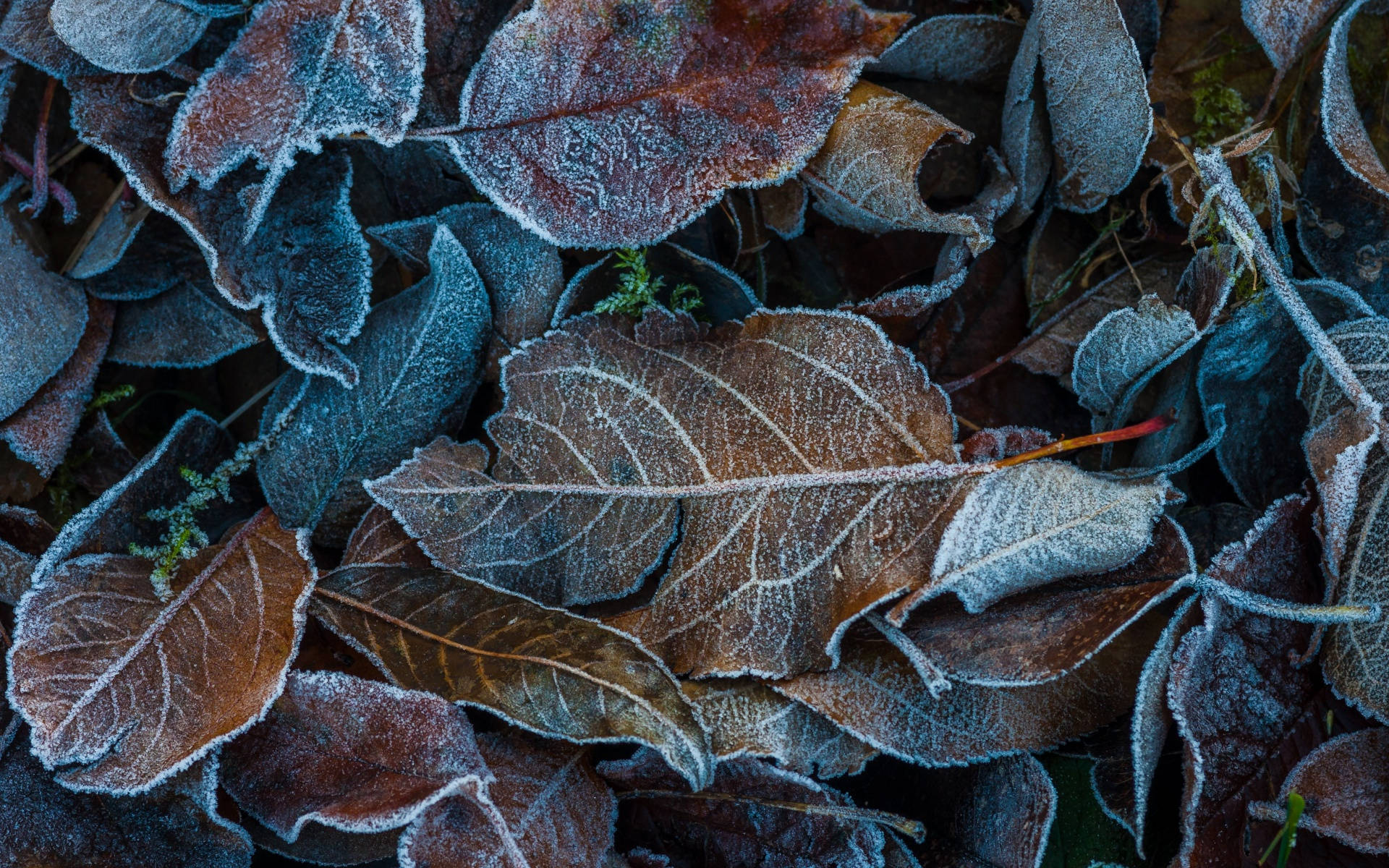 Crunchy Winter Aesthetic Leaves Wallpaper