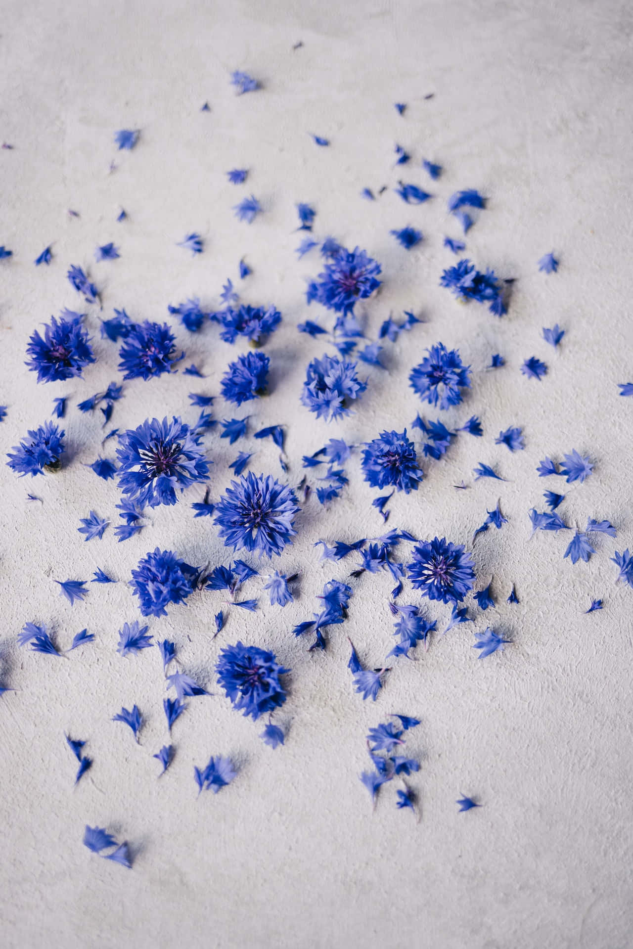 Knuste blomsterblad af blå blomster telefon wallpaper Wallpaper