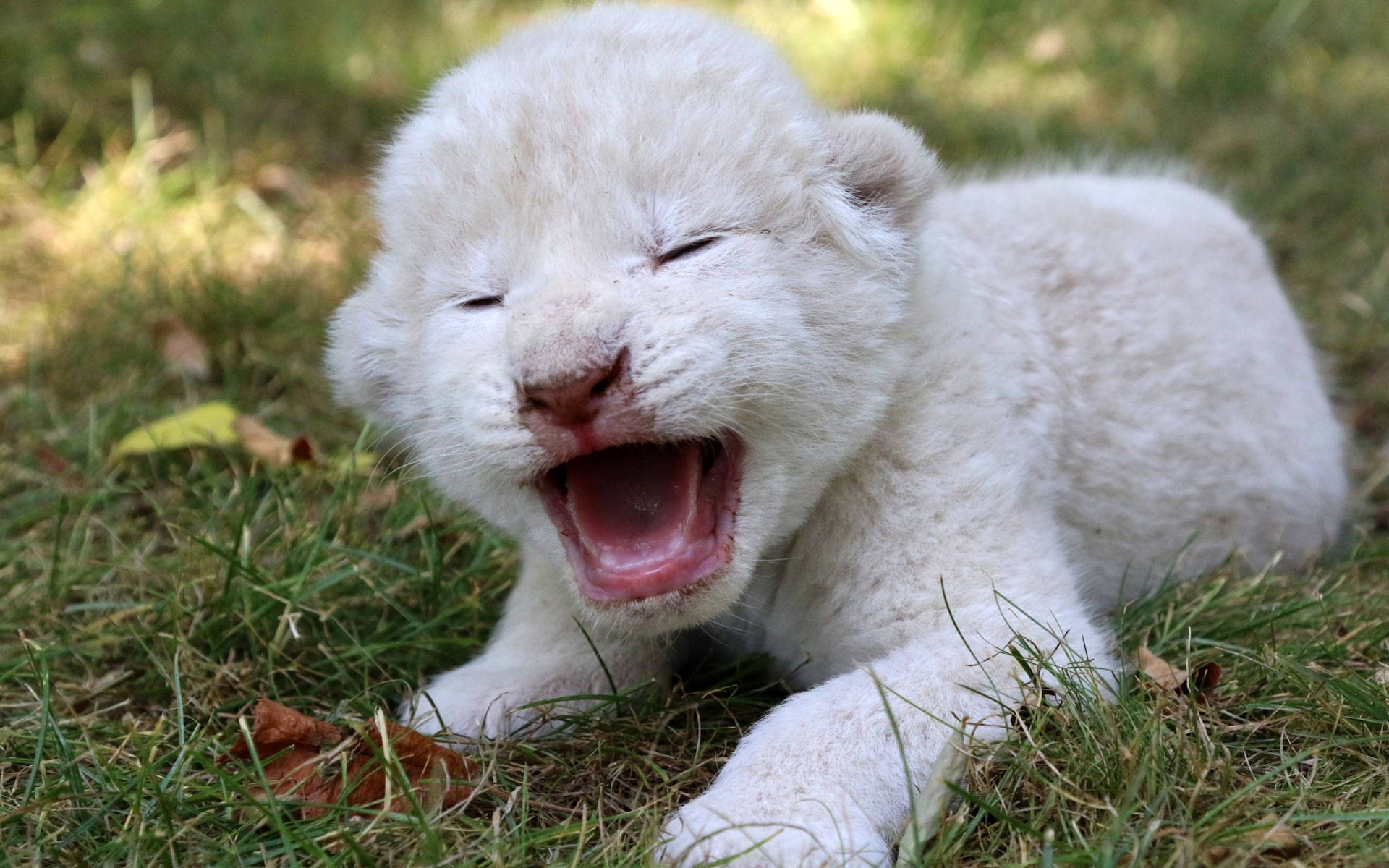 Grædende Hvid Løve Cub Wallpaper