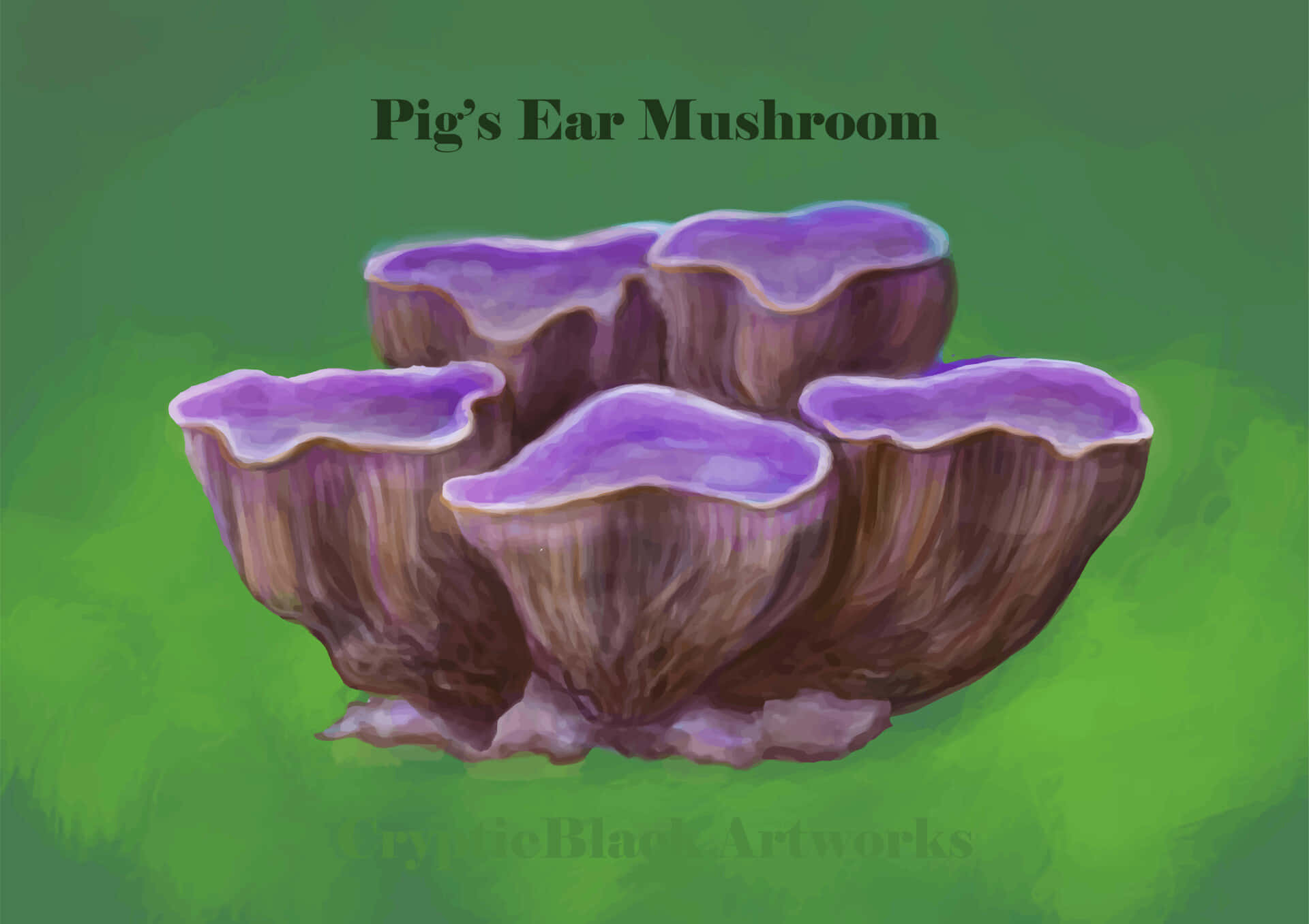 Cryptic Pig's Ear Mushroom Wallpaper