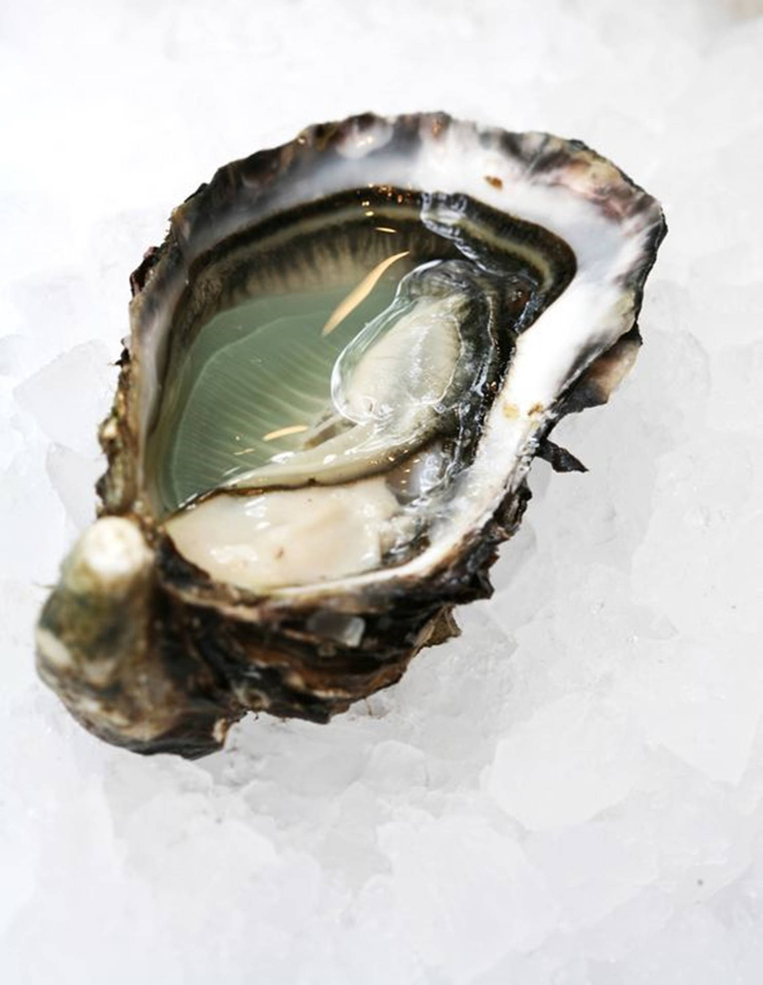Crystal Pacific Oyster Wallpaper