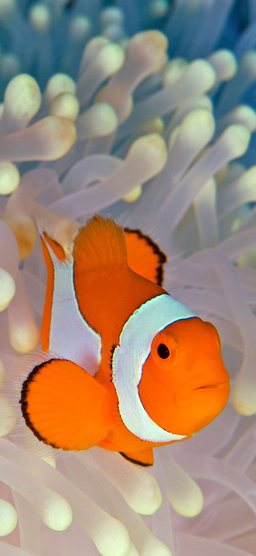 Clownfish In An Anemone And The Dark Of The Ocean Background Clownfish And  Syrite Sea Anemone Symbiosis Hd Photography Photo Anemone Fish Background  Image And Wallpaper for Free Download