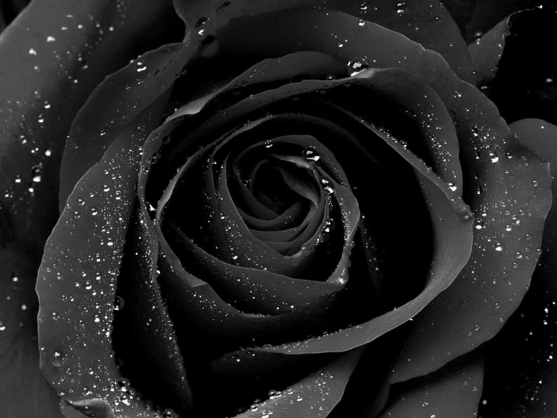 Krystalliserende sort og hvid rosen Detaljer Wallpaper