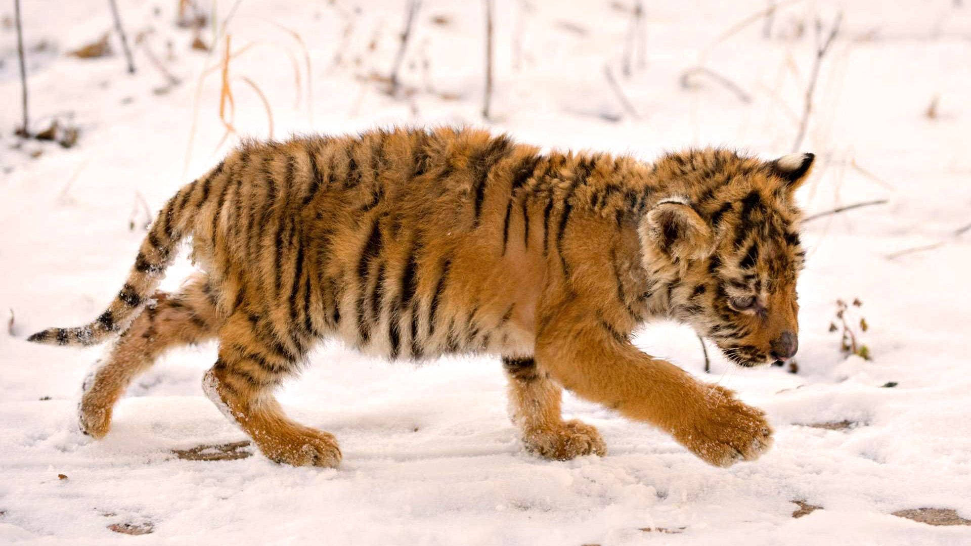 Little Cub Eager to Enjoy Its First Snow Wallpaper