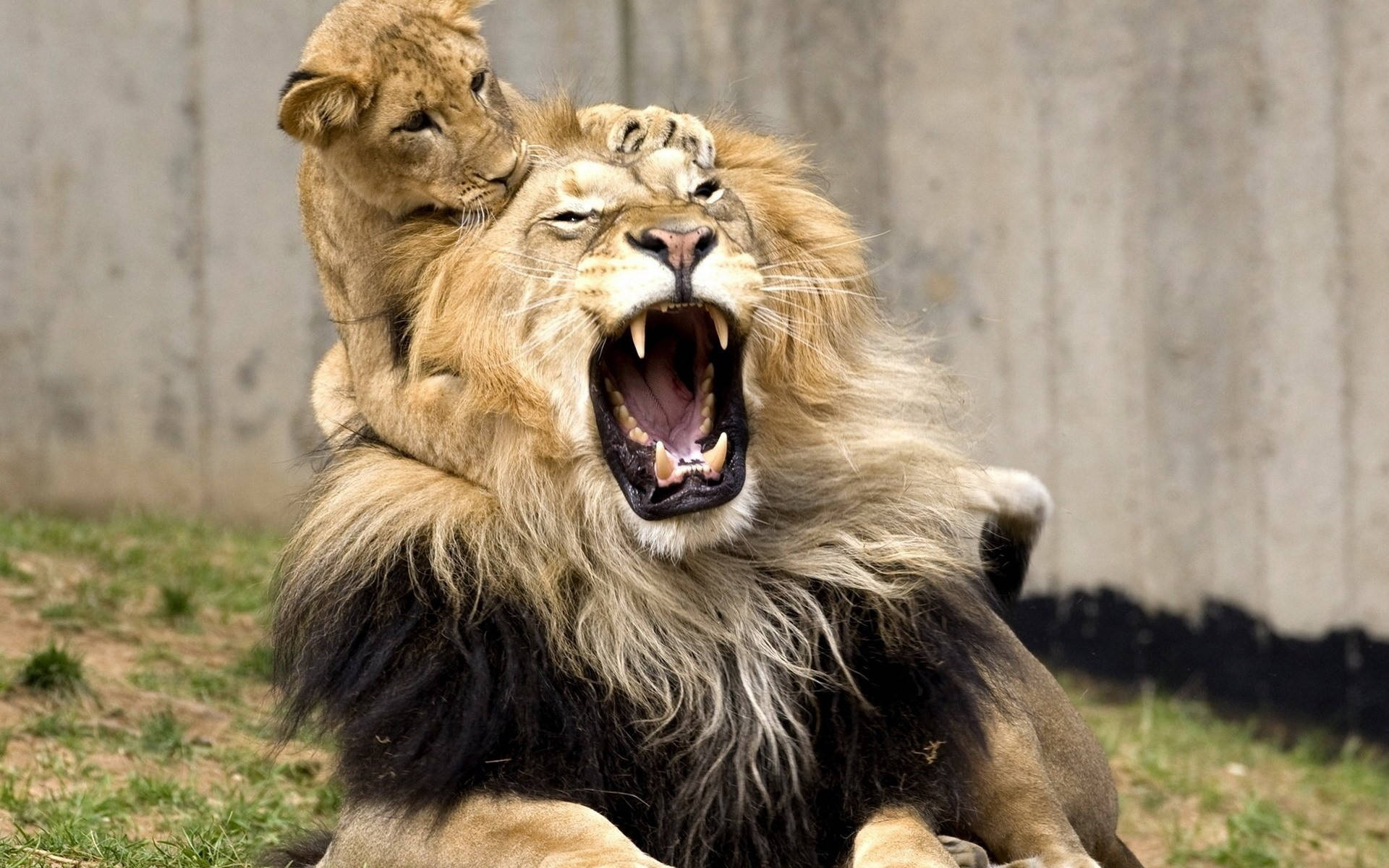Cub Biting Male Lion
