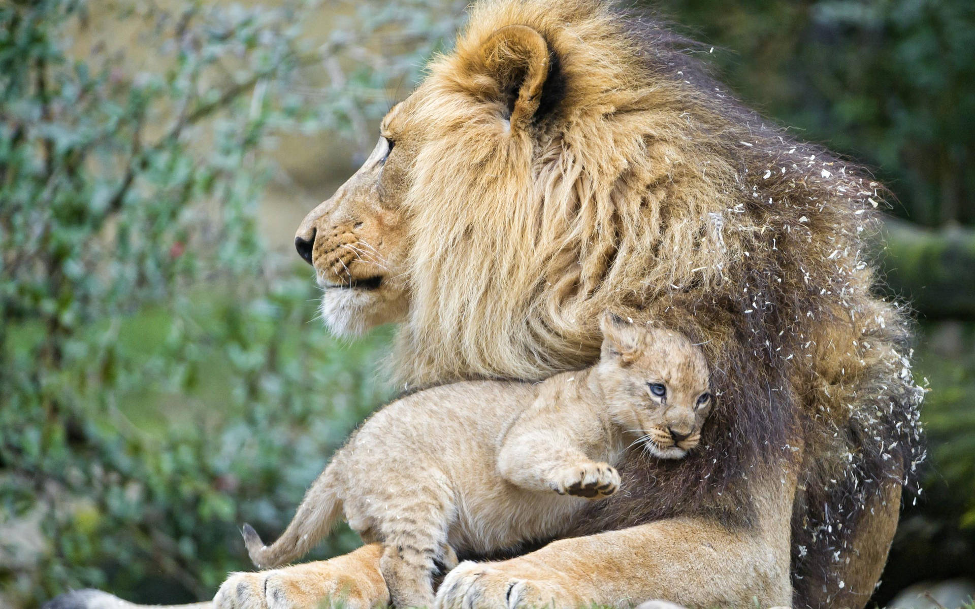 Cub Hugging Male Lion