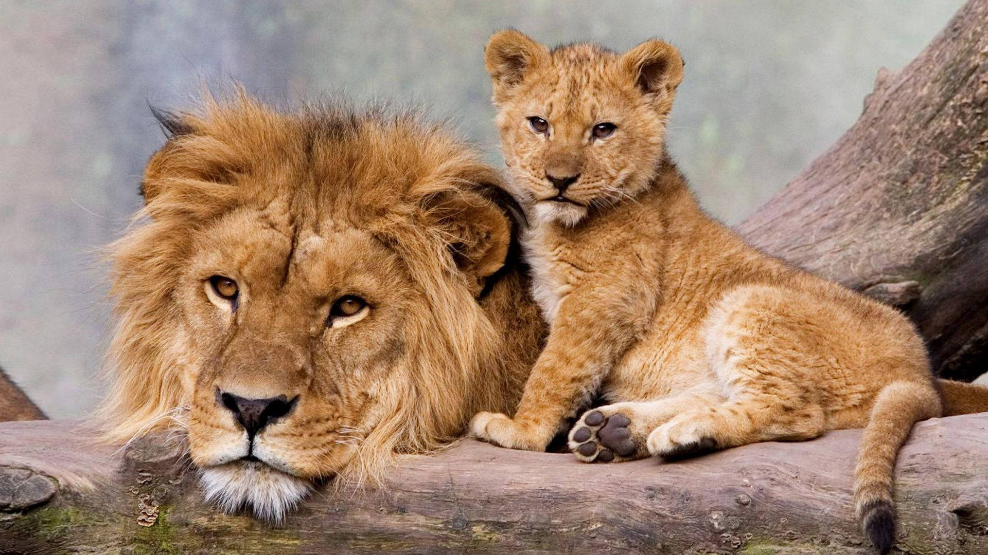 Cub Resting With Male Lion