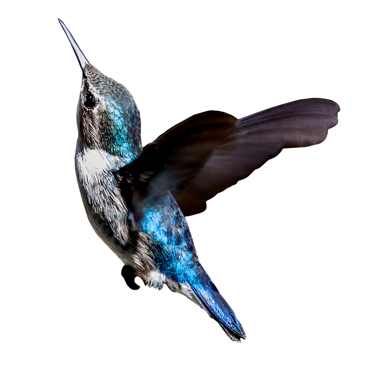 Cuban Hummingbirdin Flight PNG
