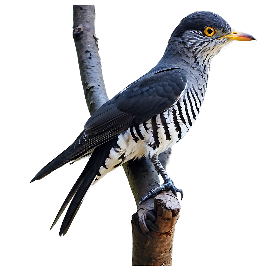 Cuckoo Bird Forest Png 05032024 PNG