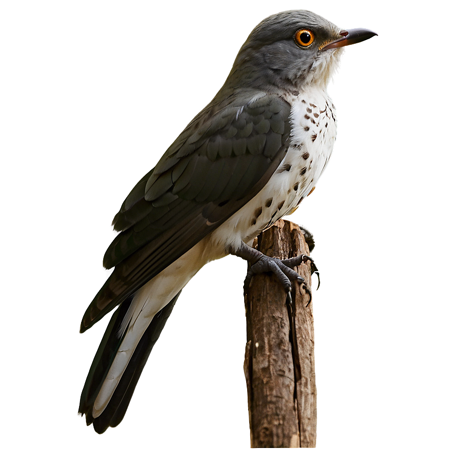 Cuckoo Bird Forest Png Knl PNG