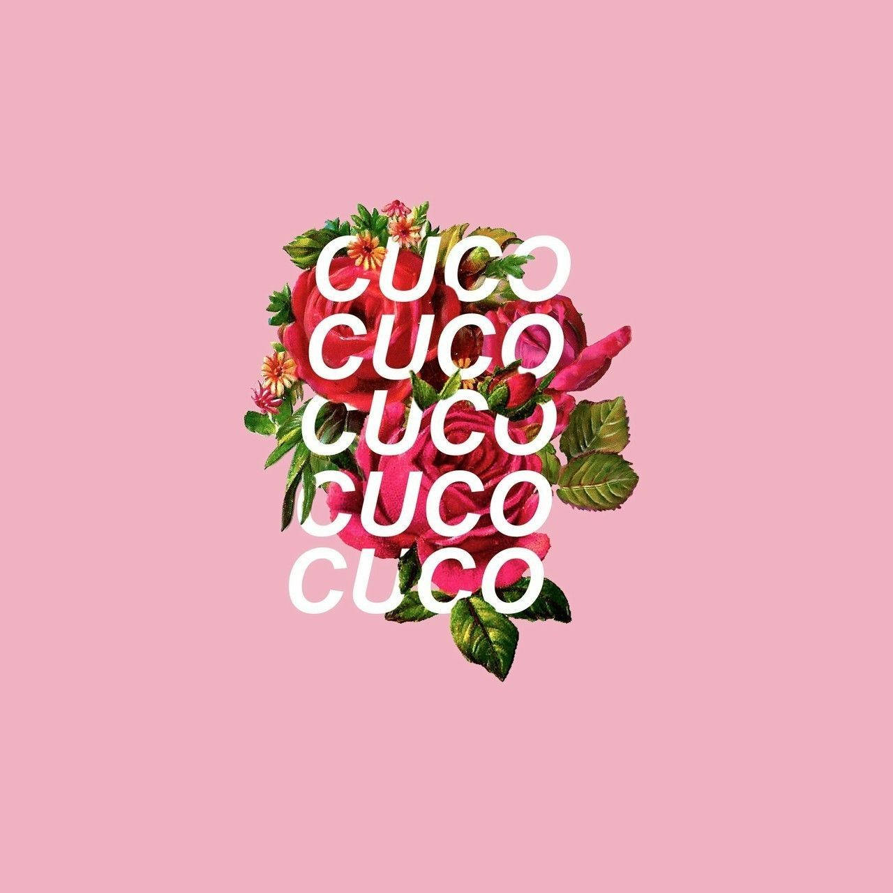HD cuco wallpapers  Peakpx