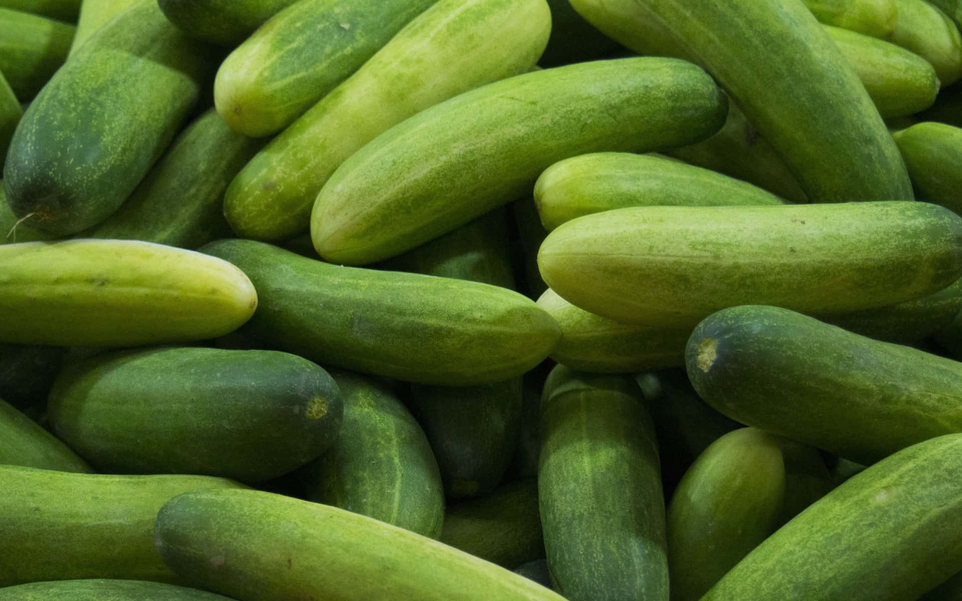Fresh Green Cucumbers