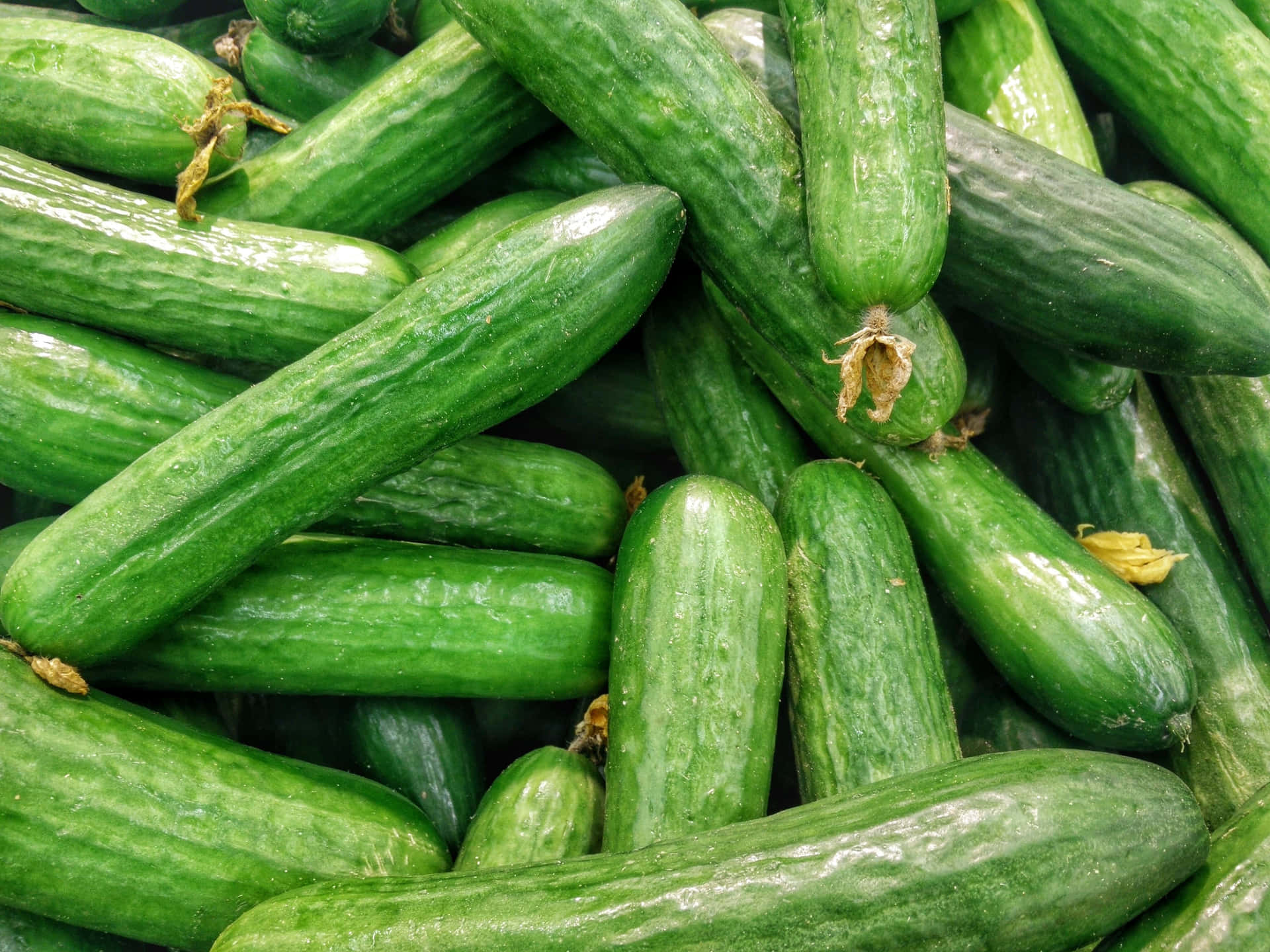 Freshly harvested, green cucumbers background