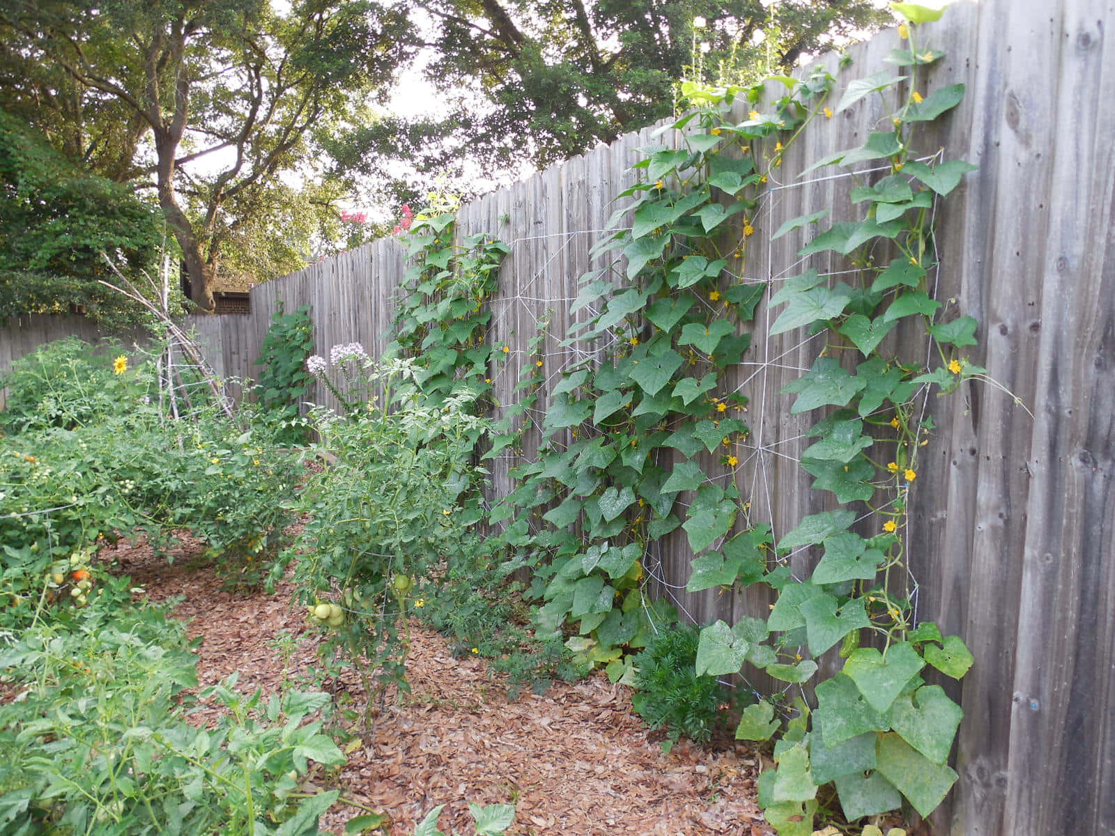 Growing Cucumbers on a Trellis