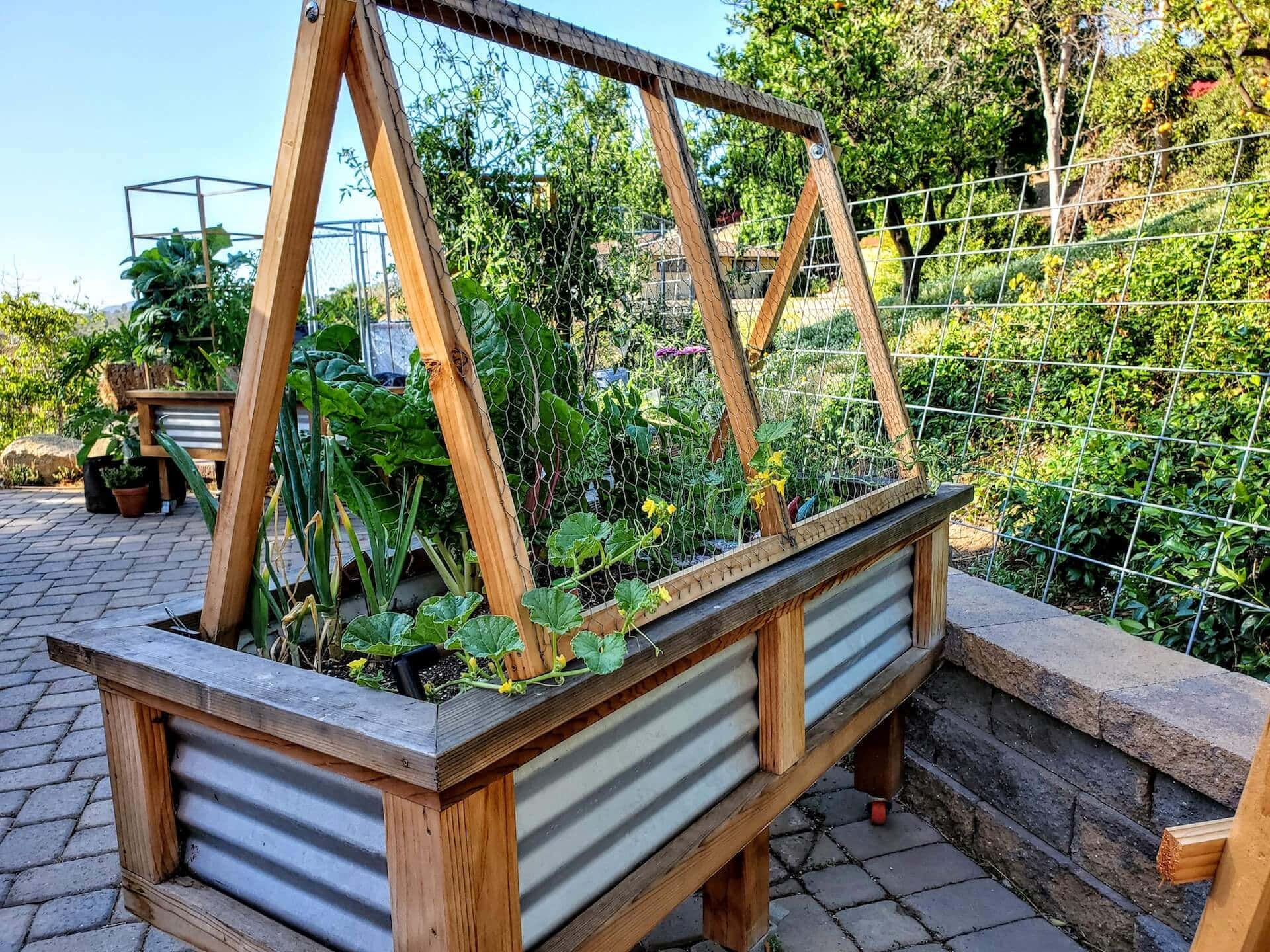 A picture of a cucumber trellis, providing support for growing cucumber plants