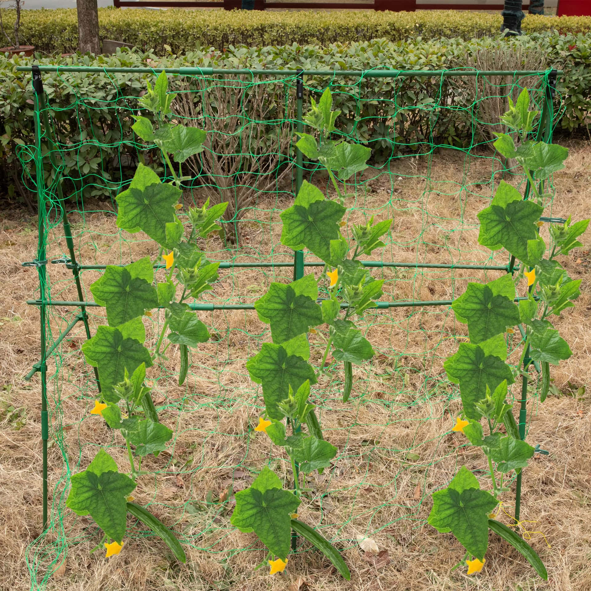 Robust Cucumber Trellis Supporting Healthy Plants