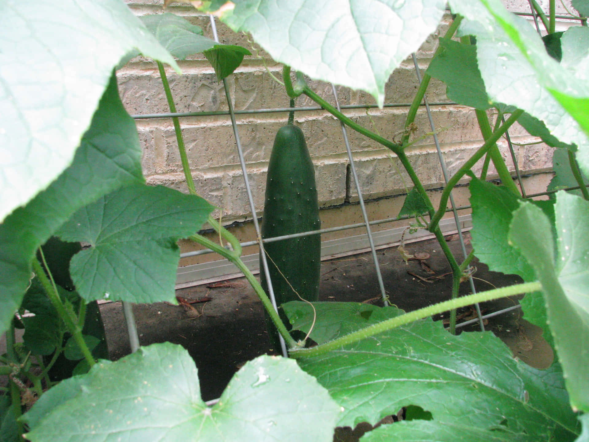 Diy Garden Cucumber Trellis Picture