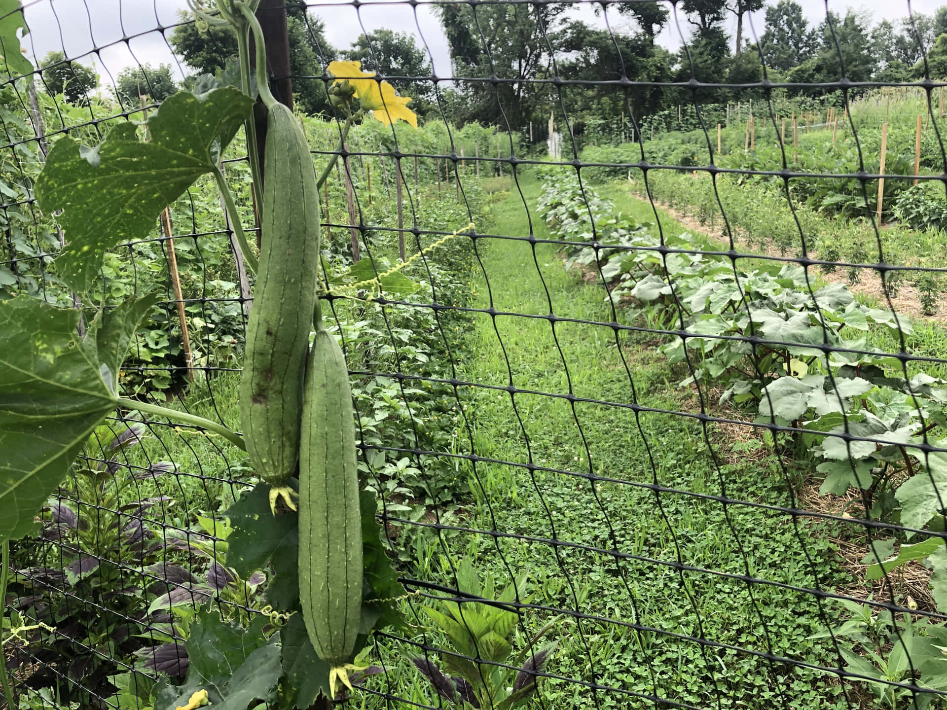 Harvest your Cucumbers With A Trellis