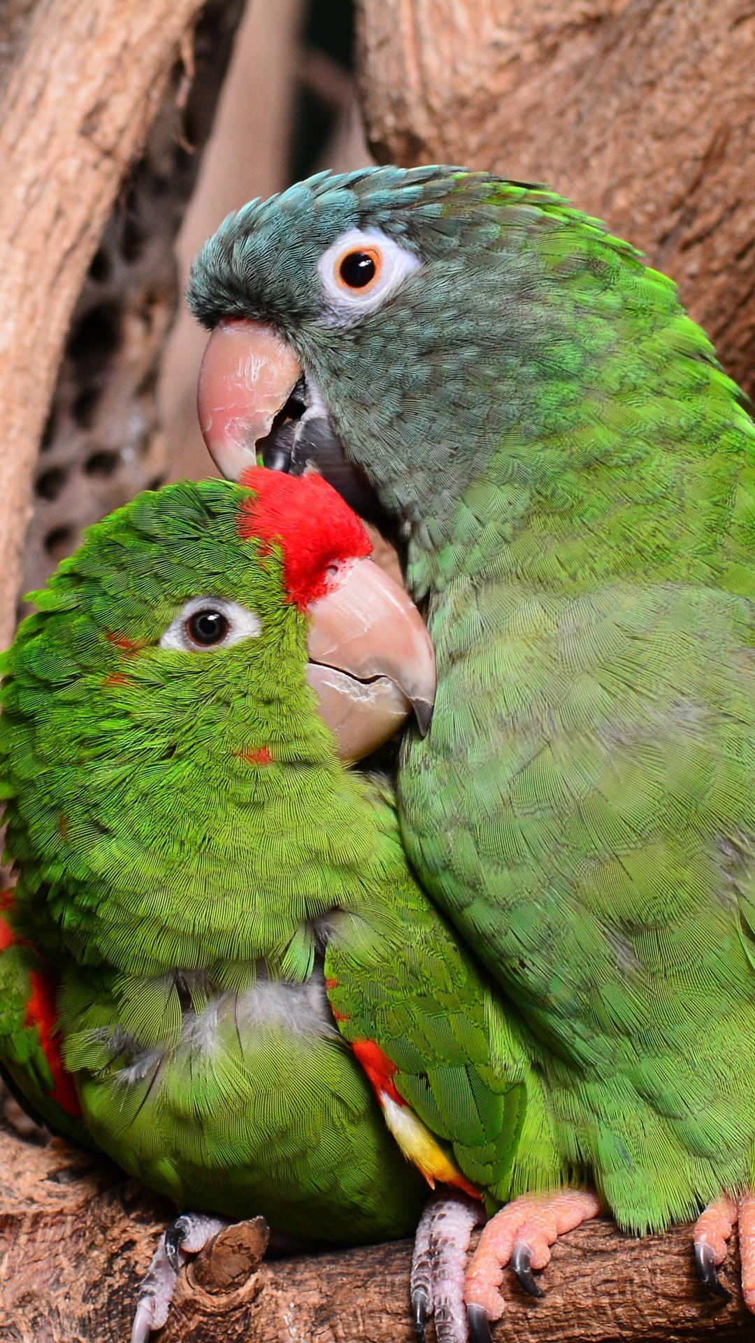Free Parrot Wallpaper Downloads, [100+] Parrot Wallpapers for FREE |  