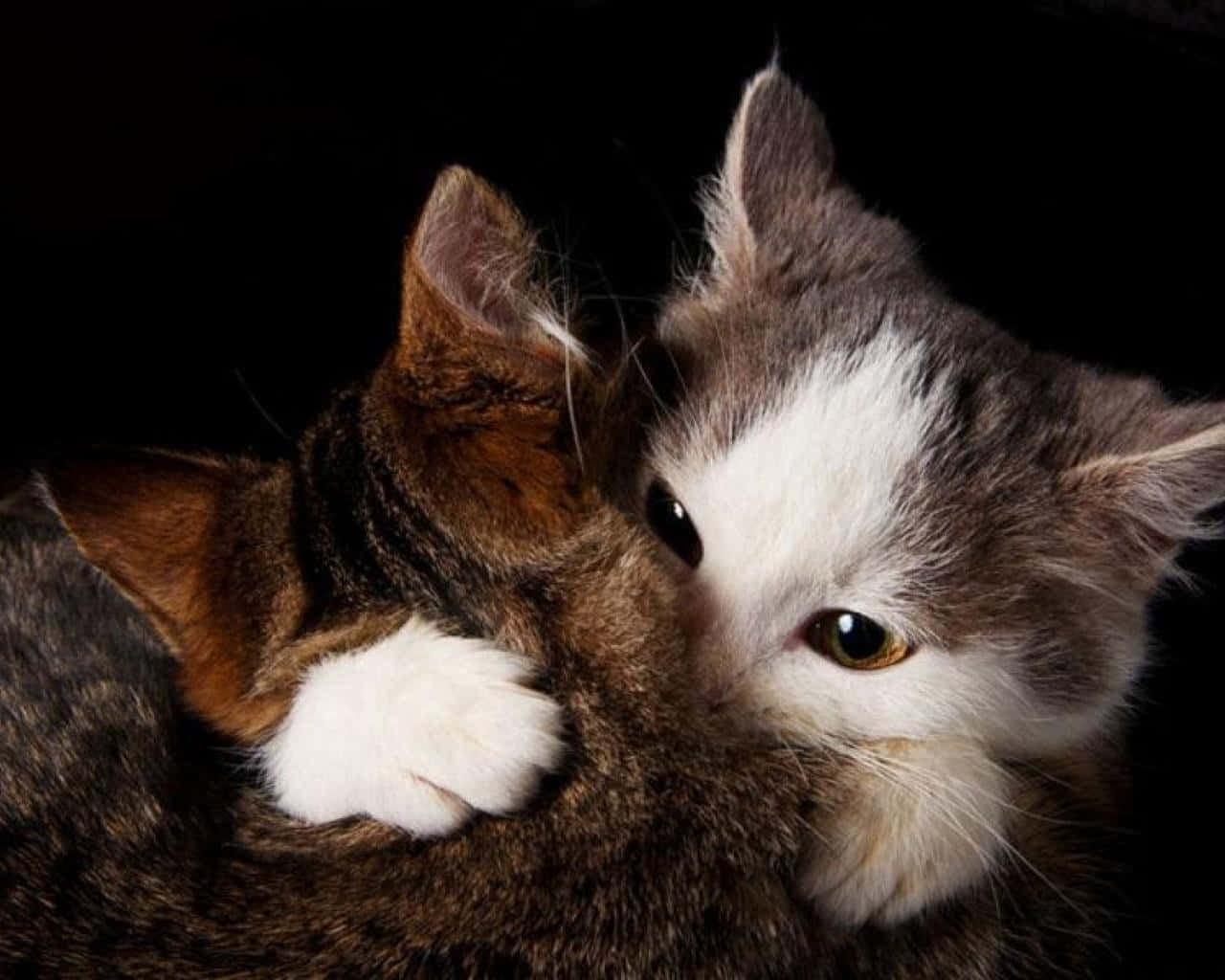 Cuddling_ Cats_ Affectionate_ Moment.jpg Wallpaper