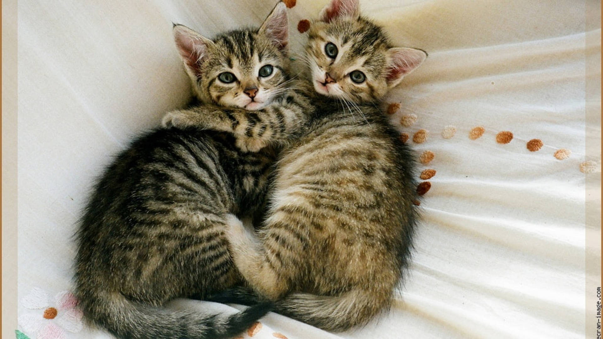 Два маленьких котенка обнимаются