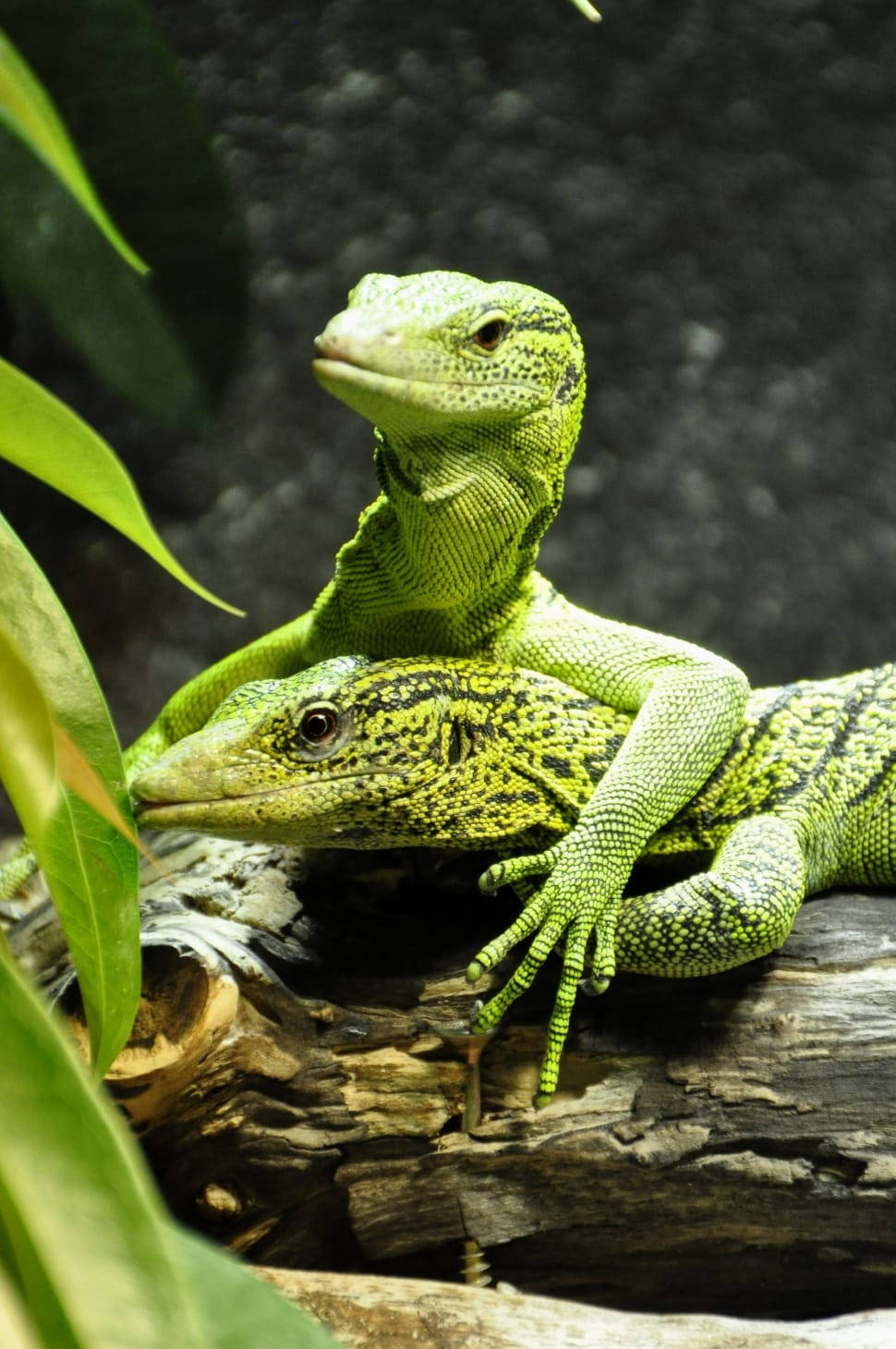 Cuddling Emerald Tree Monitor Lizard Reptiles Wallpaper