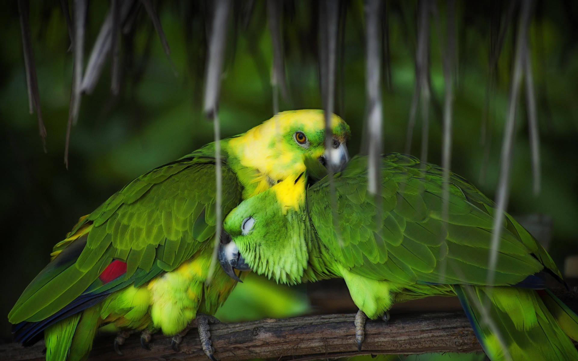 Cuddling Green Parrot HD Wallpaper