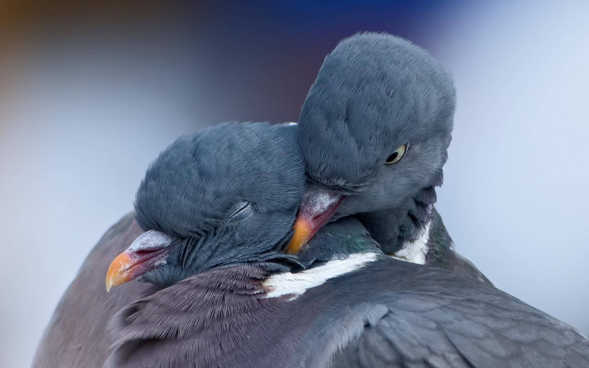 Cuddling Love Birds Wallpaper