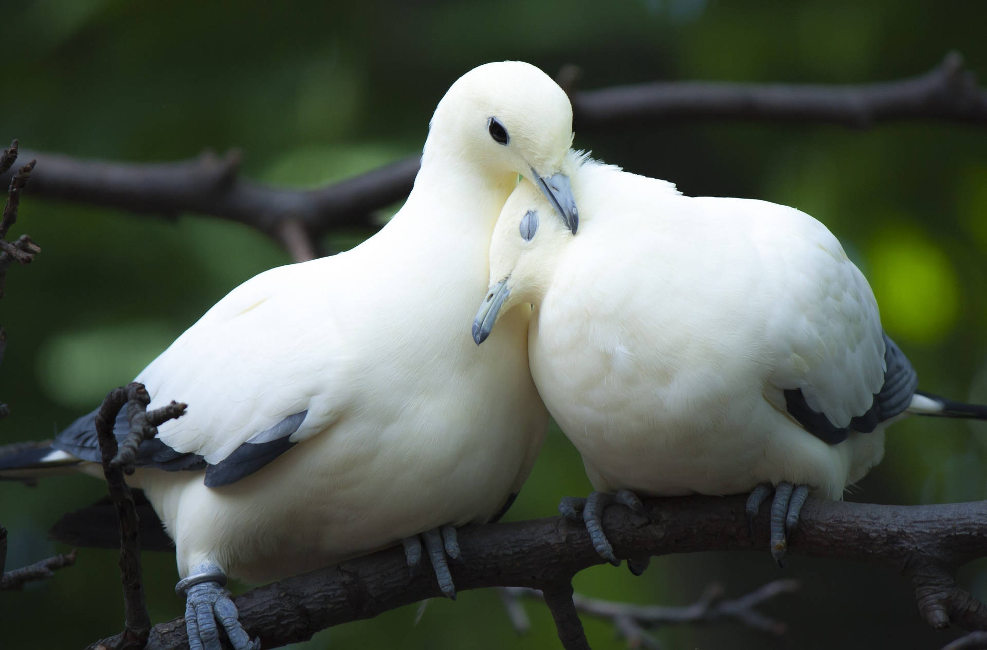 Cuddling White Doves With Black Feathers Wallpaper
