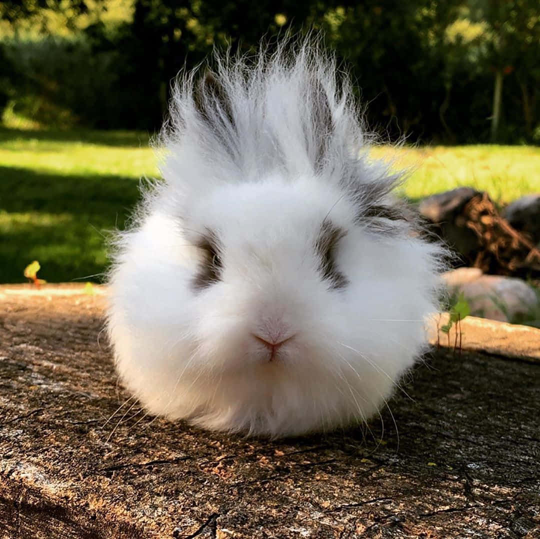 Adorableoso De Peluche Peludo En La Naturaleza. Fondo de pantalla