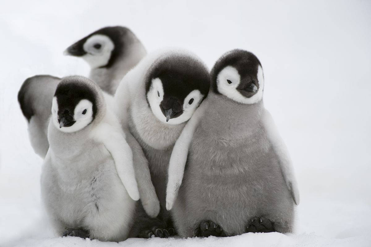 Cuddly Baby Pingviner Wallpaper