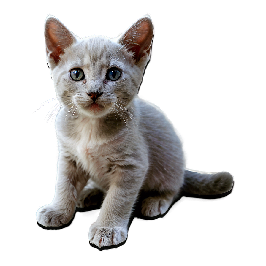 Cuddly Grey Kitten Png Bfp85 PNG