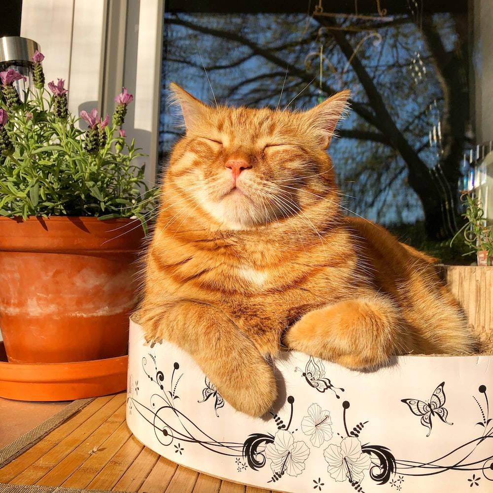 Cuddly Relaxing Ginger Cat Pfp Wallpaper